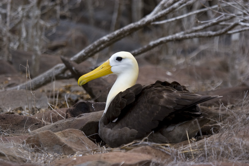 Waved Albatross